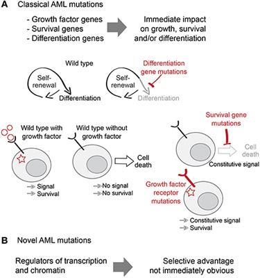 Towards a Better Understanding of Cohesin Mutations in AML